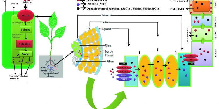 Unlocking the Potential of Selenium in Plant Uptake and Distribution