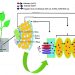 Unlocking the Potential of Selenium in Plant Uptake and Distribution