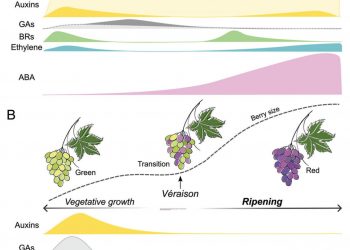 Decoding Fruit Ripening: Insights into Phytohormones and Ripening Patterns