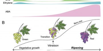 Decoding Fruit Ripening: Insights into Phytohormones and Ripening Patterns
