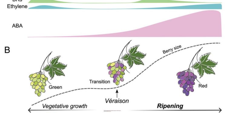 Decoding Fruit Ripening: Insights into Phytohormones and Ripening Patterns