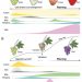Decoding Fruit Ripening: Insights into Phytohormones and Ripening Patterns