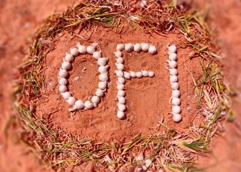 Leading the Onion Industry: Innovation and Excellence in Harvesting