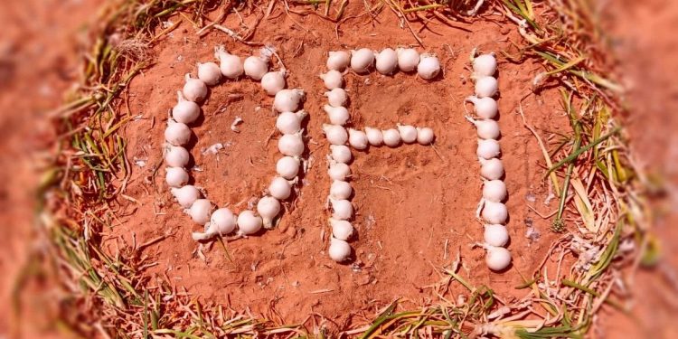 Leading the Onion Industry: Innovation and Excellence in Harvesting