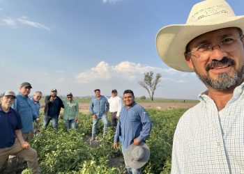 Unlocking Opportunities in Sustainable Vegetable Farming