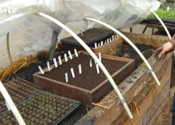 Space Saving Techniques for Growing Seedlings: How the Gallaghers Maximize Yields in Limited Space