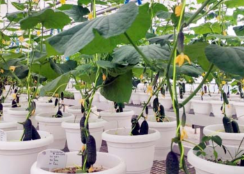 Palampur farmers introduced to gherkin cultivation: a promising new crop to increase income