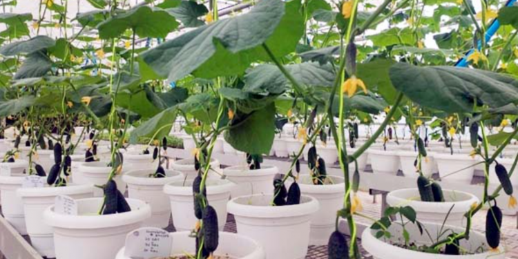 Palampur farmers introduced to gherkin cultivation: a promising new crop to increase income