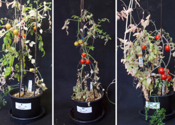 Increasing yields through intercropping: lessons from growing tomatoes on Martian soil