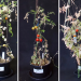 Increasing yields through intercropping: lessons from growing tomatoes on Martian soil