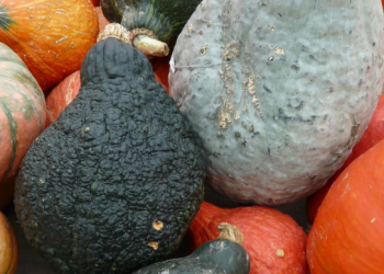 Prosperity in Torai Agriculture: The Success Story of Ram Lal of Lucknow