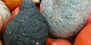 Prosperity in Torai Agriculture: The Success Story of Ram Lal of Lucknow