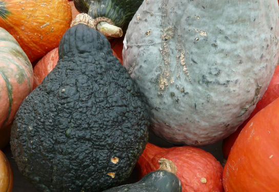 Prosperity in Torai Agriculture: The Success Story of Ram Lal of Lucknow