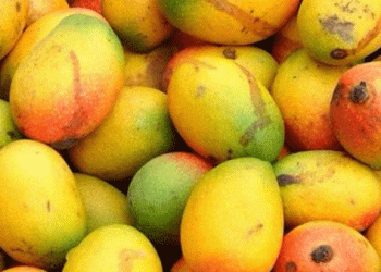 Mango disease outbreak in St. Kitts and Nevis: Ministry of Agriculture takes action