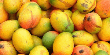 Mango disease outbreak in St. Kitts and Nevis: Ministry of Agriculture takes action