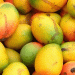 Mango disease outbreak in St. Kitts and Nevis: Ministry of Agriculture takes action
