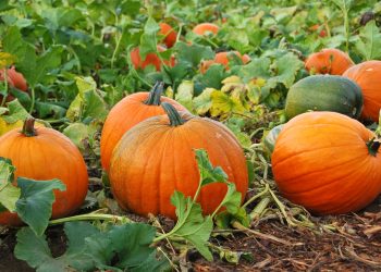 50 farmers will grow green vegetables along the banks of a pond in Maharajganj