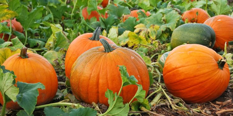 50 farmers will grow green vegetables along the banks of a pond in Maharajganj