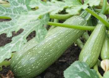 Controlling root rot when growing zucchini: basic strategies for farmers and agronomists