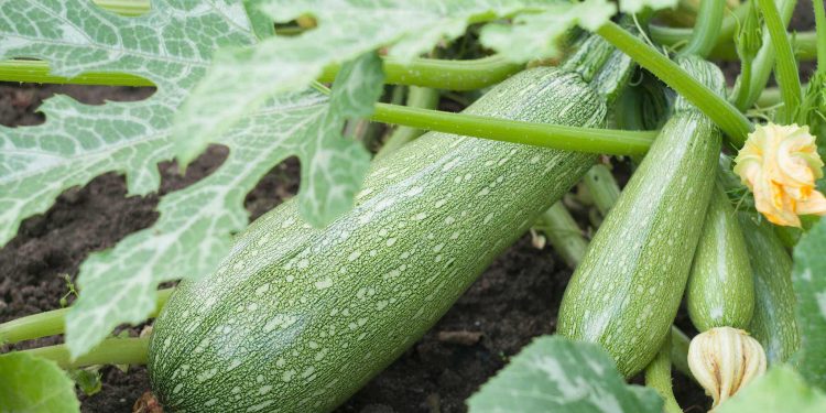 Controlling root rot when growing zucchini: basic strategies for farmers and agronomists