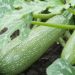 Controlling root rot when growing zucchini: basic strategies for farmers and agronomists