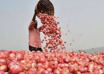 Indian Government Lifts Onion Export Restrictions, Sets Minimum Price at $550 per MT