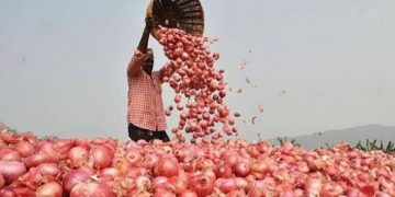 Indian Government Lifts Onion Export Restrictions, Sets Minimum Price at $550 per MT