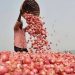 Indian Government Lifts Onion Export Restrictions, Sets Minimum Price at $550 per MT