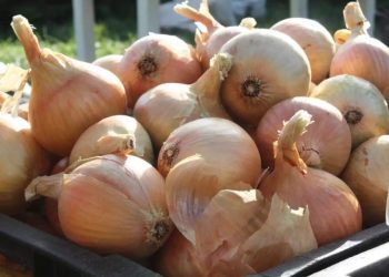 New Onion Harvest in Uzbekistan and Tajikistan Brings Record-Low Prices