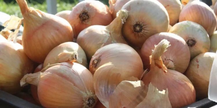 New Onion Harvest in Uzbekistan and Tajikistan Brings Record-Low Prices