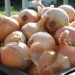 New Onion Harvest in Uzbekistan and Tajikistan Brings Record-Low Prices
