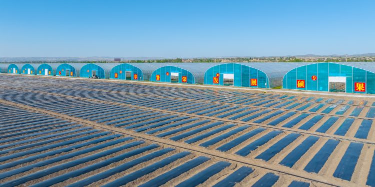 Improving Agricultural Efficiency: Growing Cold Climate Vegetables in Guyuan