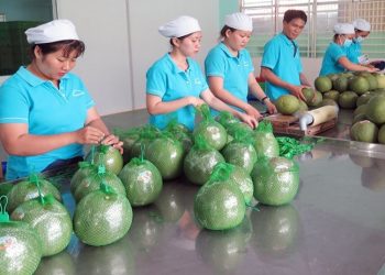 Ensuring compliance and quality assurance of Vietnamese agricultural exports