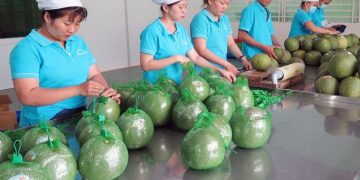 Ensuring compliance and quality assurance of Vietnamese agricultural exports