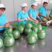 Ensuring compliance and quality assurance of Vietnamese agricultural exports