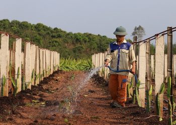 In San La, irrigation systems combat drought