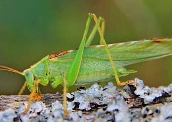 Fighting locusts in Dagestan: 15 million rubles for anti-locust measures