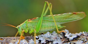 Fighting locusts in Dagestan: 15 million rubles for anti-locust measures