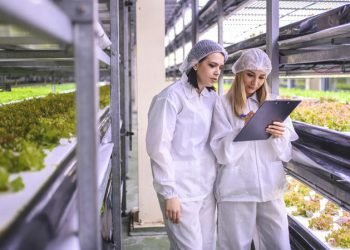 Vertical farming: a sustainable solution for the future of agriculture?
