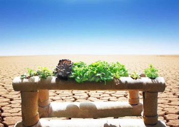 Meaplant: Revolutionizing Agriculture with Hydroponics and Reducing Water by 90%