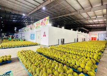 Unlocking Vietnam’s fruit export potential: A closer look at the growth of the durian industry