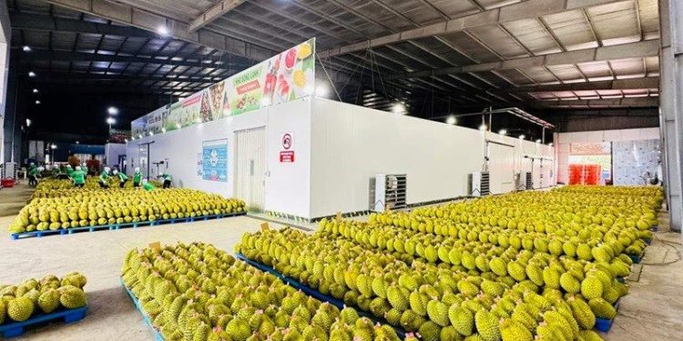 Unlocking Vietnam’s fruit export potential: A closer look at the growth of the durian industry
