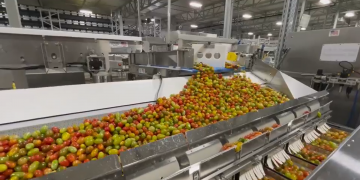 Enhancing Packaging Efficiency: Versatile Solutions for Vegetable Producers
