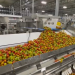 Enhancing Packaging Efficiency: Versatile Solutions for Vegetable Producers