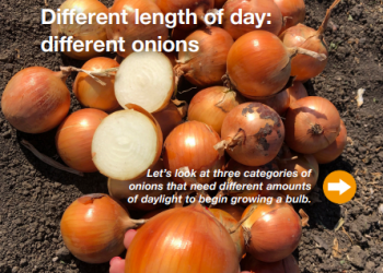 Understanding Onion Varieties: Tailoring Growth to Daylength