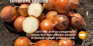 Understanding Onion Varieties: Tailoring Growth to Daylength