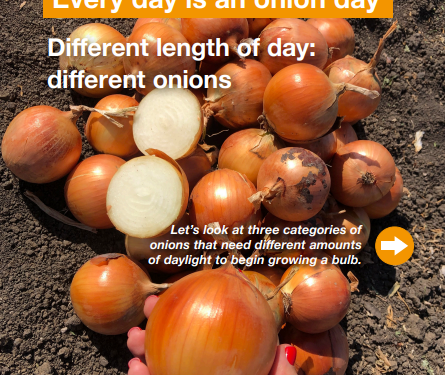 Understanding Onion Varieties: Tailoring Growth to Daylength