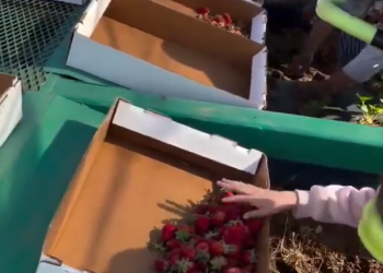 Bridging the Gap: Advocating for Agricultural Technological Inclusion in Nigeria