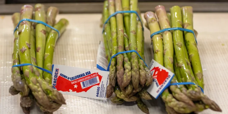 Navigating the Decline of California Asparagus: Challenges and Perspectives