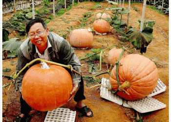Lê Hữu Phan’s Unique Garden: A Model of Agri-Tourism in Da Lat